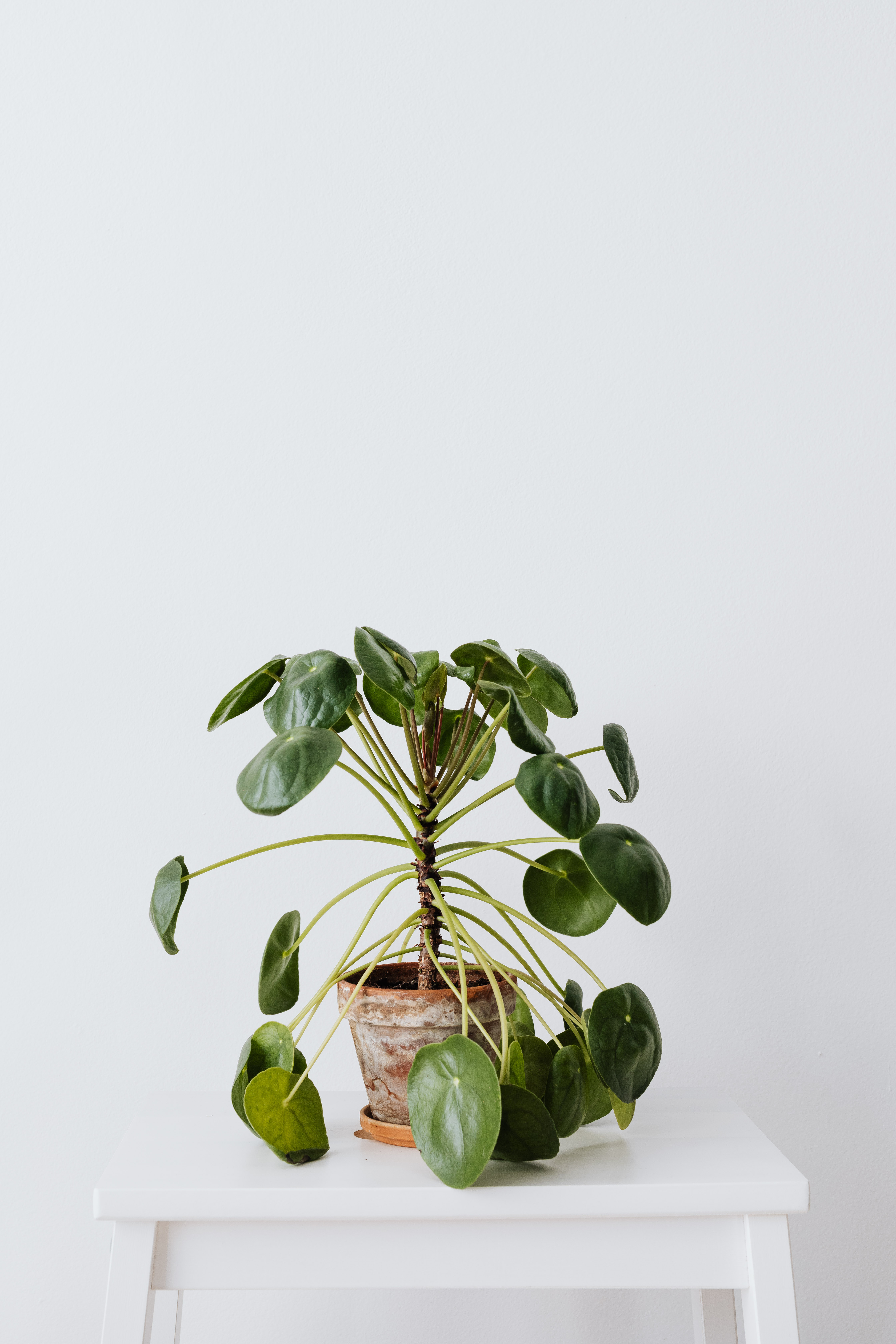 Pilea Peperomioides